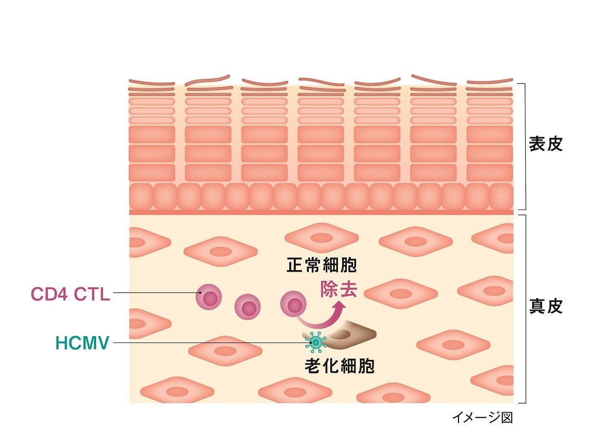 皮ふの免疫細胞が老化細胞を除去する新たなメカニズムを明らかに　～皮ふの免疫機能が老化を予防している可能性を発見、Cell誌へ掲載～