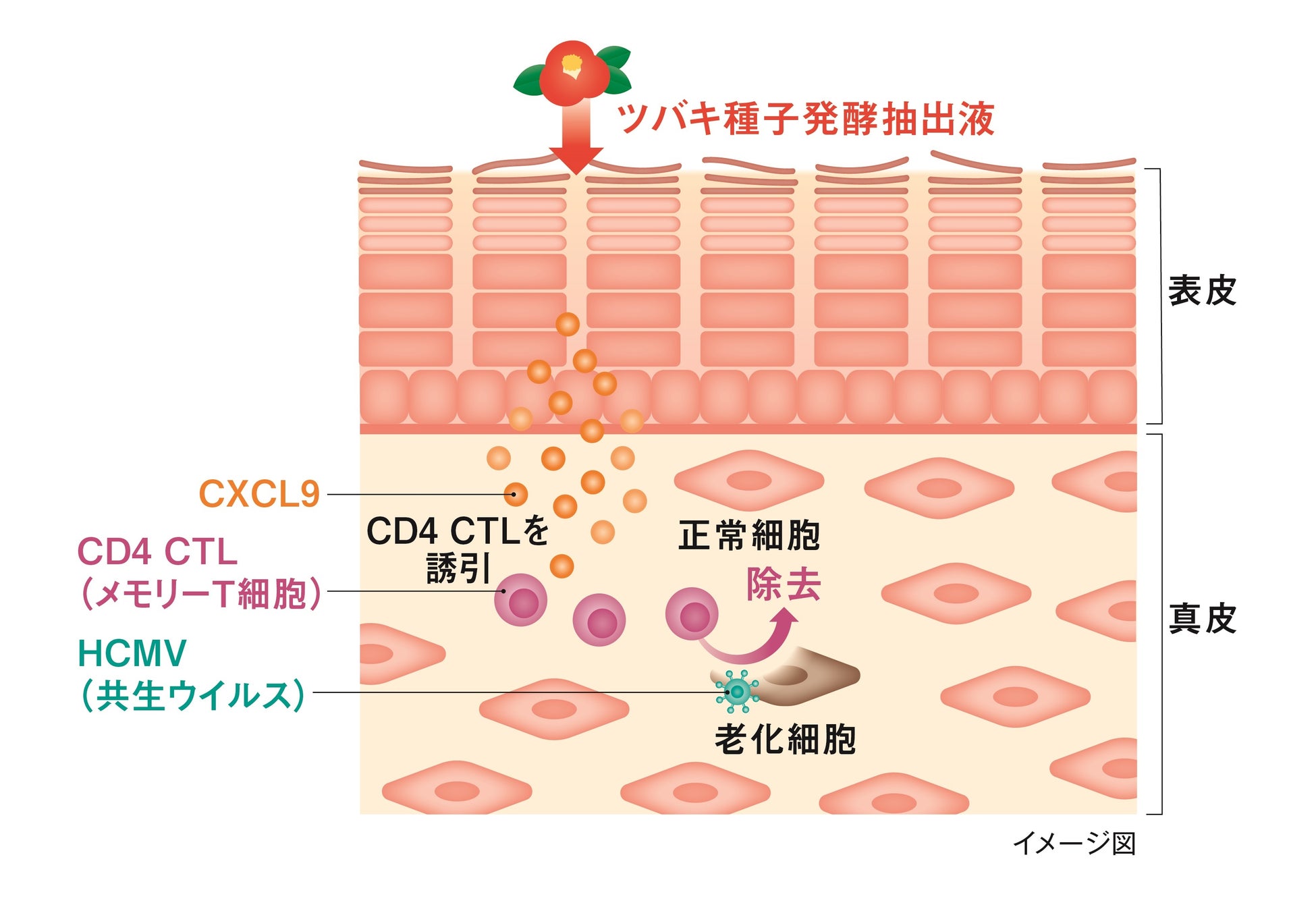 資生堂、世界初、ツバキ種子発酵抽出液に老化細胞を除去する免疫細胞を誘引する因子の発現促進効果を発見　～皮ふの老化予防に関わるCD4 CTL（メモリーT細胞）とそのメカニズムに着目～