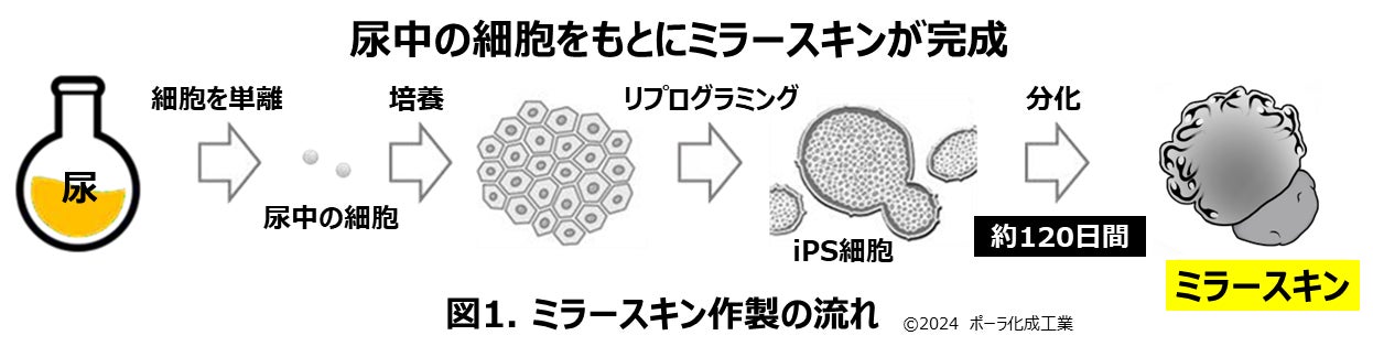 iPS細胞から一人ひとりの個性を反映した皮膚を作製することに成功　究極のテーラーメイド化粧品の創出を目指す