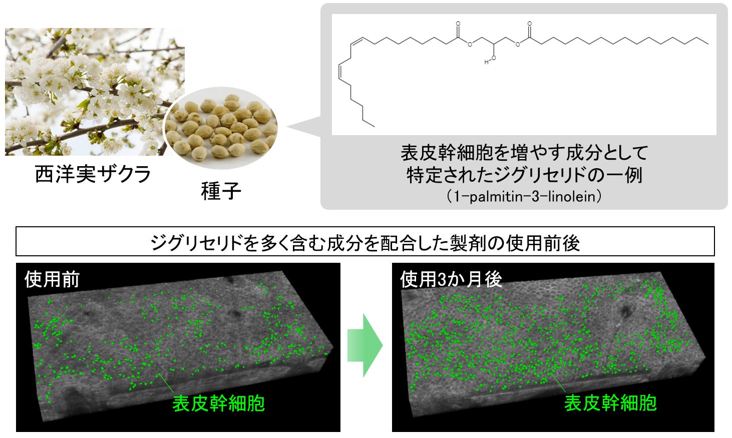 山口県最大級のコスメティック バラエティストア「DECK PLAZA」にて、2024年10月24日（木）よりアテニア製品の販売を開始