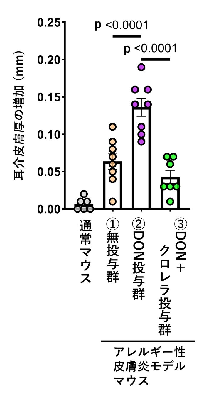 ヤエヤマクロレラの摂取が、マイコトキシンの一種であるデオキシニバレノールにより増悪する皮膚アレルギー症状を軽減する可能性を示す研究結果を確認