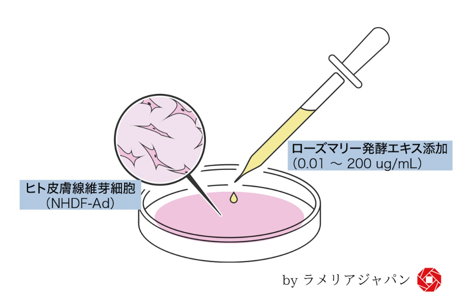 株式会社ラメリア・ジャパン、九州大学との共同研究で独自原料の機能性試験を実施 ― 加齢による肌のシワとたるみ改善に向けた新規原料の開発へ