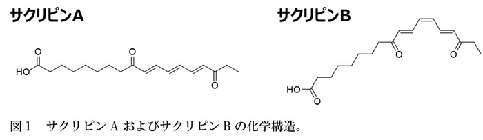 介護離職を防ぐ「仕事と介護の両立支援サービス 安心介護 for biz」、アンケート機能を拡充。専門家監修のカスタマイズ可能な調査で従業員の介護実施状況や課題を明確化し対策も提案