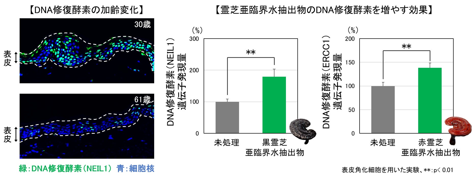 肌のDNAを修復する酵素が加齢に伴い減少し、肌老化を加速させることを発見