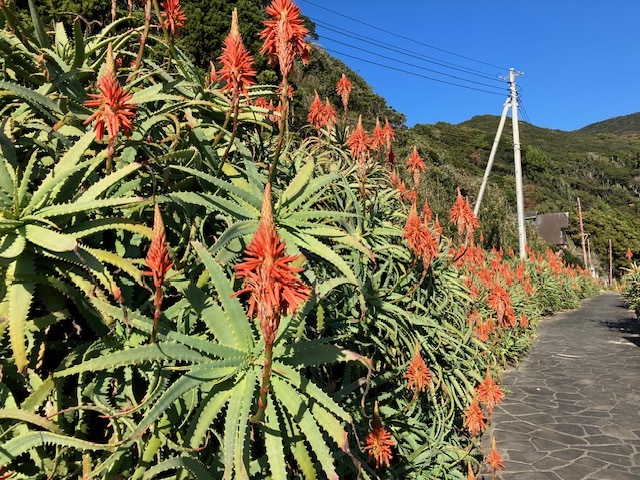 初冬の絶景！伊豆白浜アロエの里で開催の
「第40回 アロエの花まつり」　12/8(日)謝恩イベントで
「アロエねばねば体験」デモンストレーションを実施