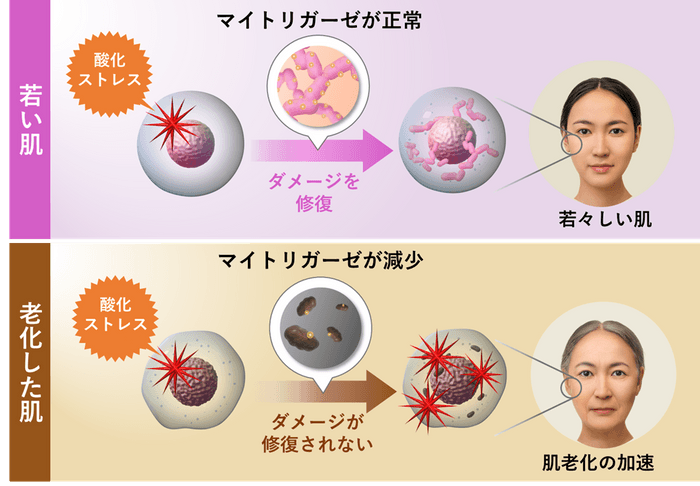 若返りの鍵「マイトリガーゼ」の新知見