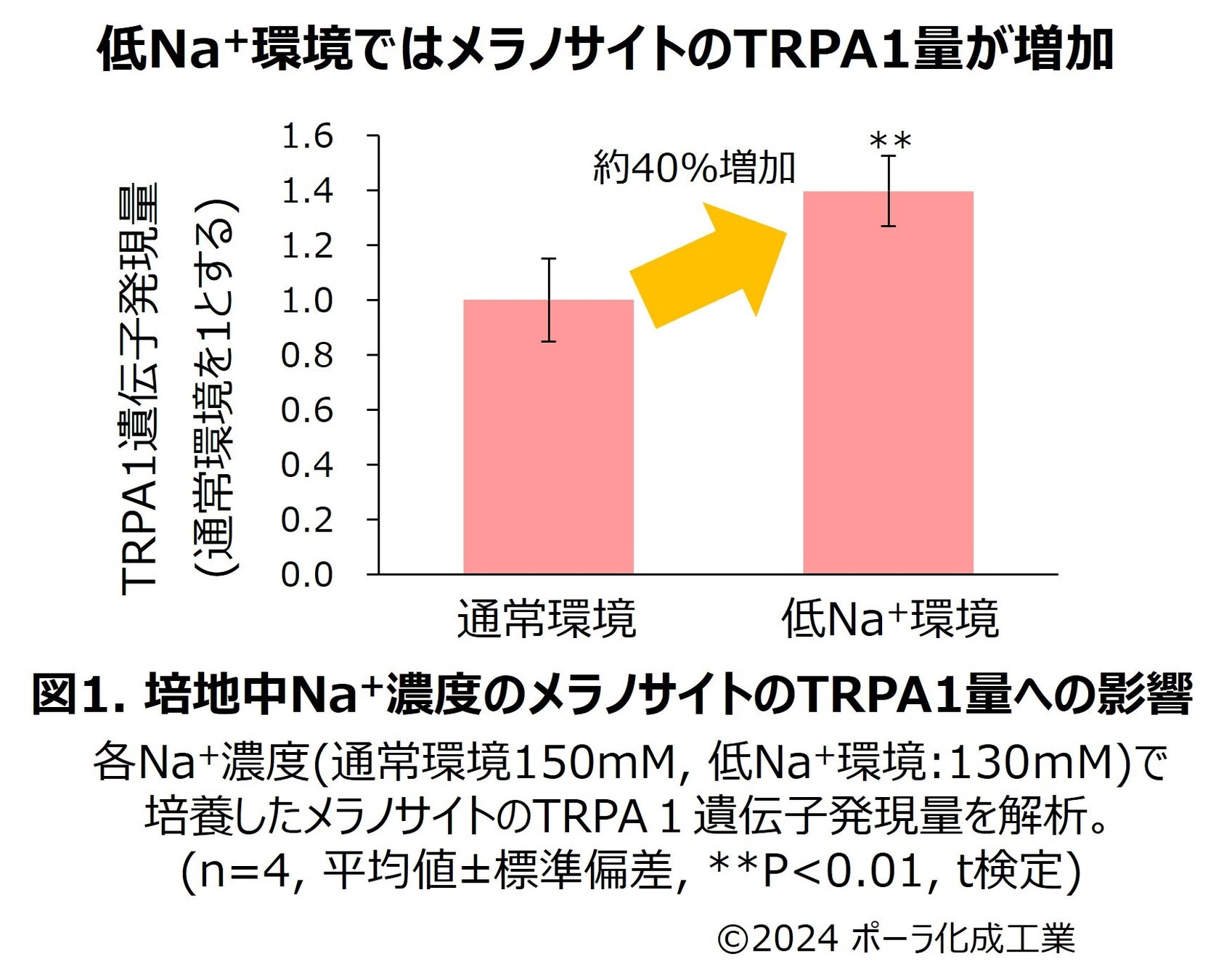 体内のイオン環境が日ヤケにも影響する可能性を発見