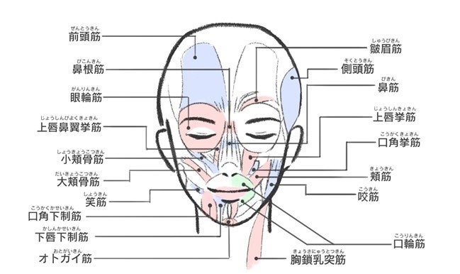 表情筋研究所「表情筋実態調査2024」