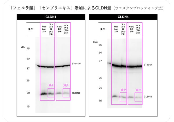 「フェルラ酸」と「センブリエキス」によりタイトジャンクションが緩和し、皮膚透過が促進される効果を確認