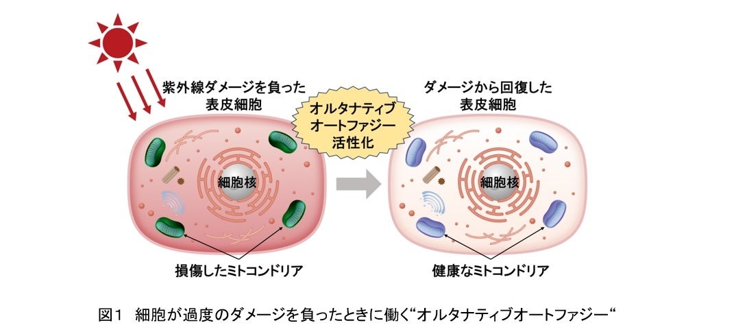 季節の変化等では肌荒れしにくい遺伝子タイプが多い都道府県ランキング発表　1位 佐賀県、2位 高知県、3位 鹿児島県