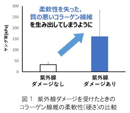 【ファンケル】紫外線ダメージを受けたコラーゲン細胞に「加水分解コラーゲン」や「ビタミンC誘導体」を加えることで本来の柔軟性を持つコラーゲン線維を生み出す効果を発見