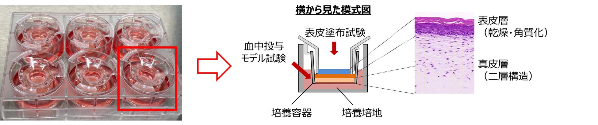 プロテイン*1新配合でパワーアップ！自爪感なのに、強い*2。オールインワンネイルコート