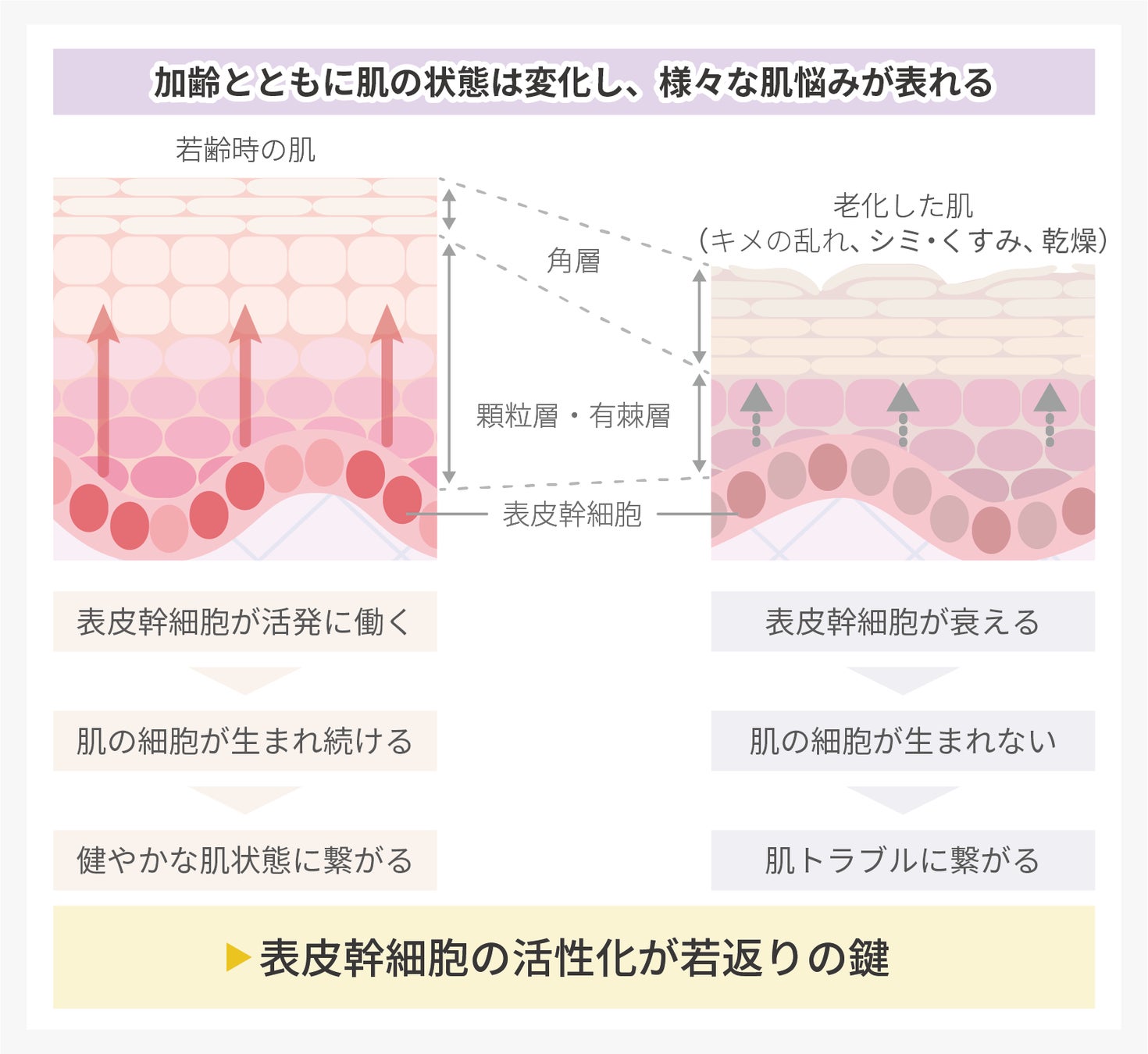 【ジルスチュアート　ビューティ】純白な大輪の「シャクヤク」のエキスを使用した新しいスキンケアシリーズがデビュー。うるおいに満ちて、澄んだ透明感を宿す肌へ。