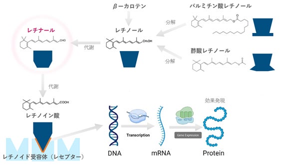 スキンケア最先端のレチナール原料が日本初上陸