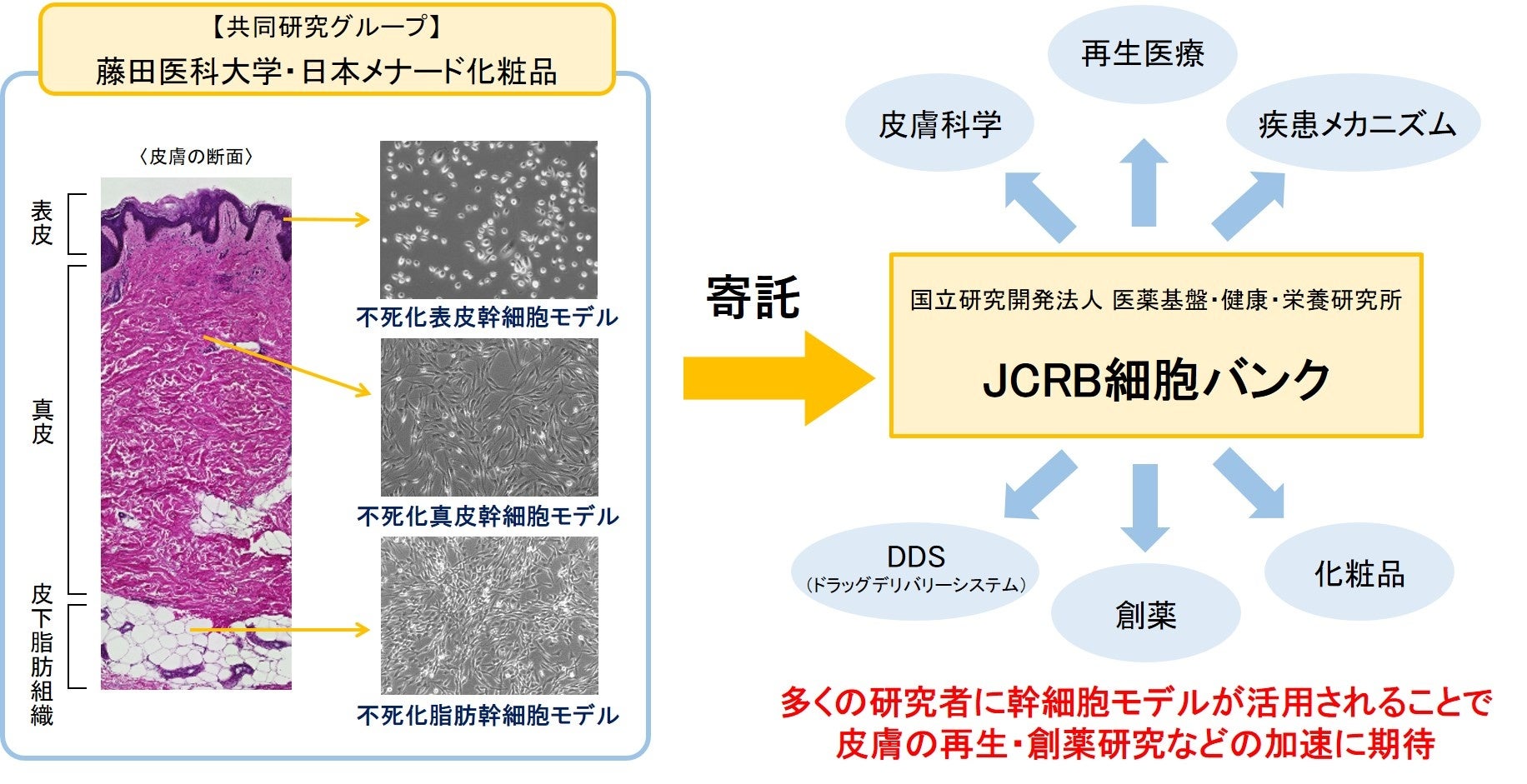 藤田医科大学と日本メナード化粧品、再生医療の進展のために皮膚の幹細胞モデルを公的な細胞バンクに寄託