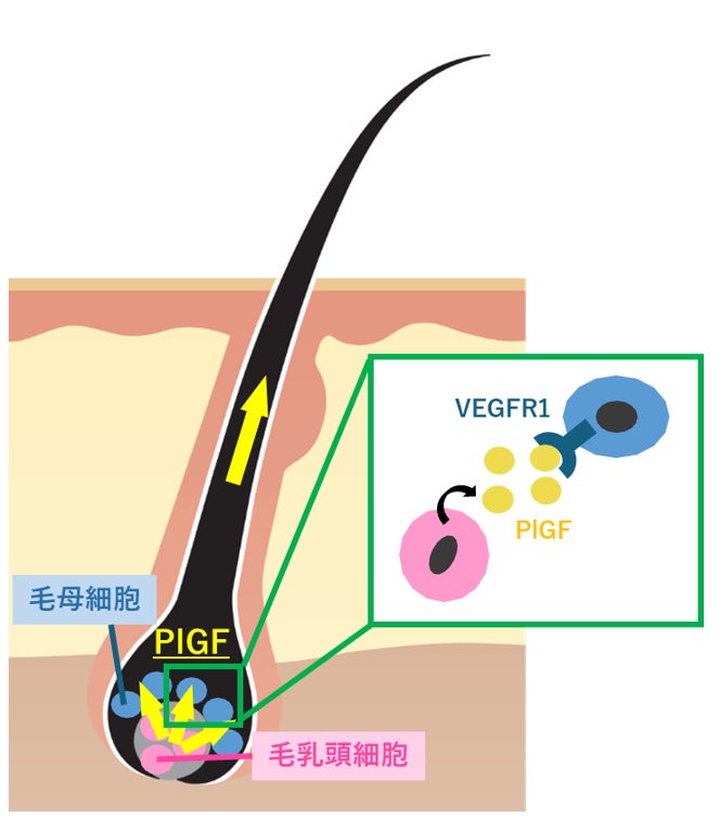 毛髪の成長をサポートする植物エキスを発見