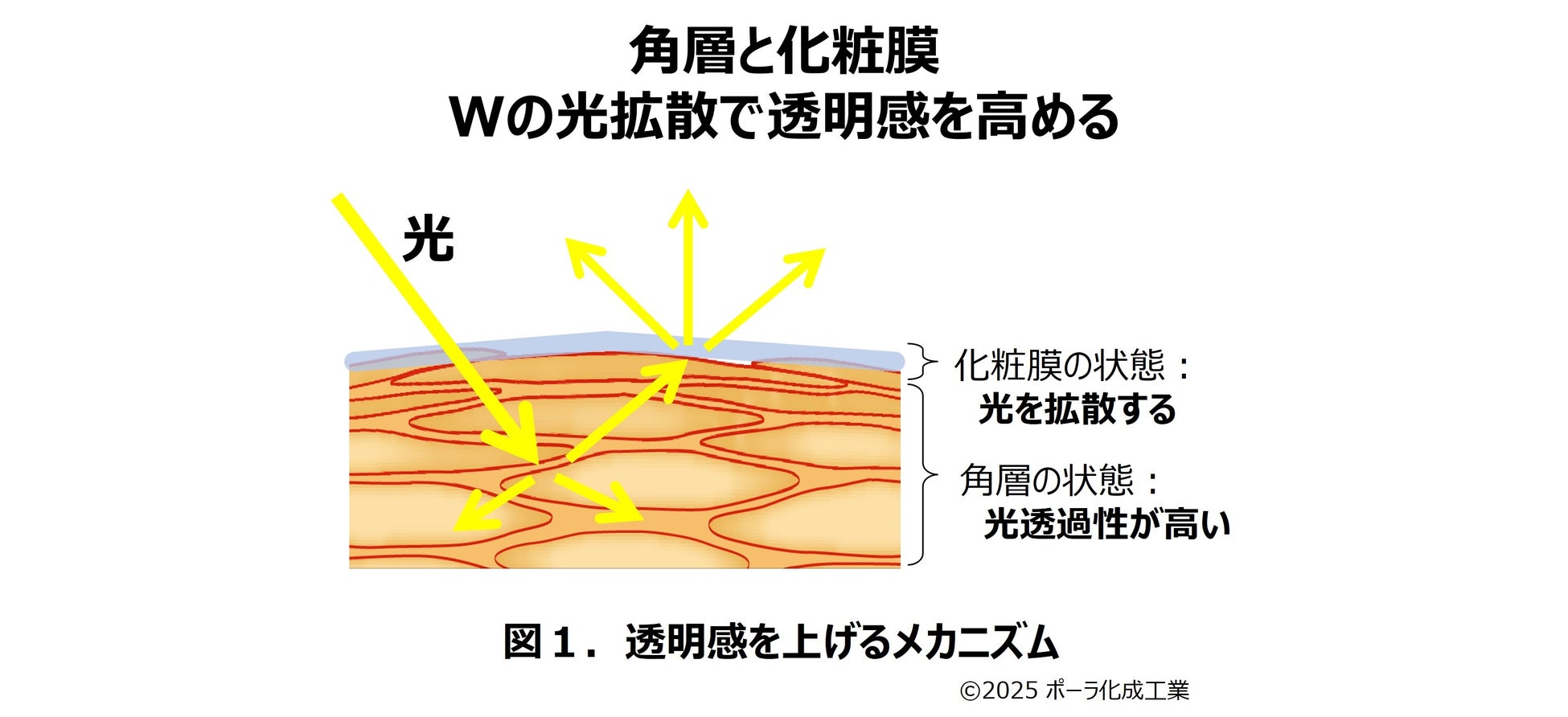 スキンケア製品の心地よい感触が“五感で感じる魅力印象”を高める