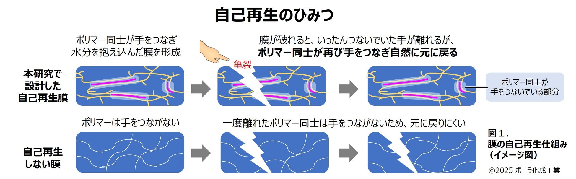弾力を保ち、壊れても自己再生する膜技術を確立