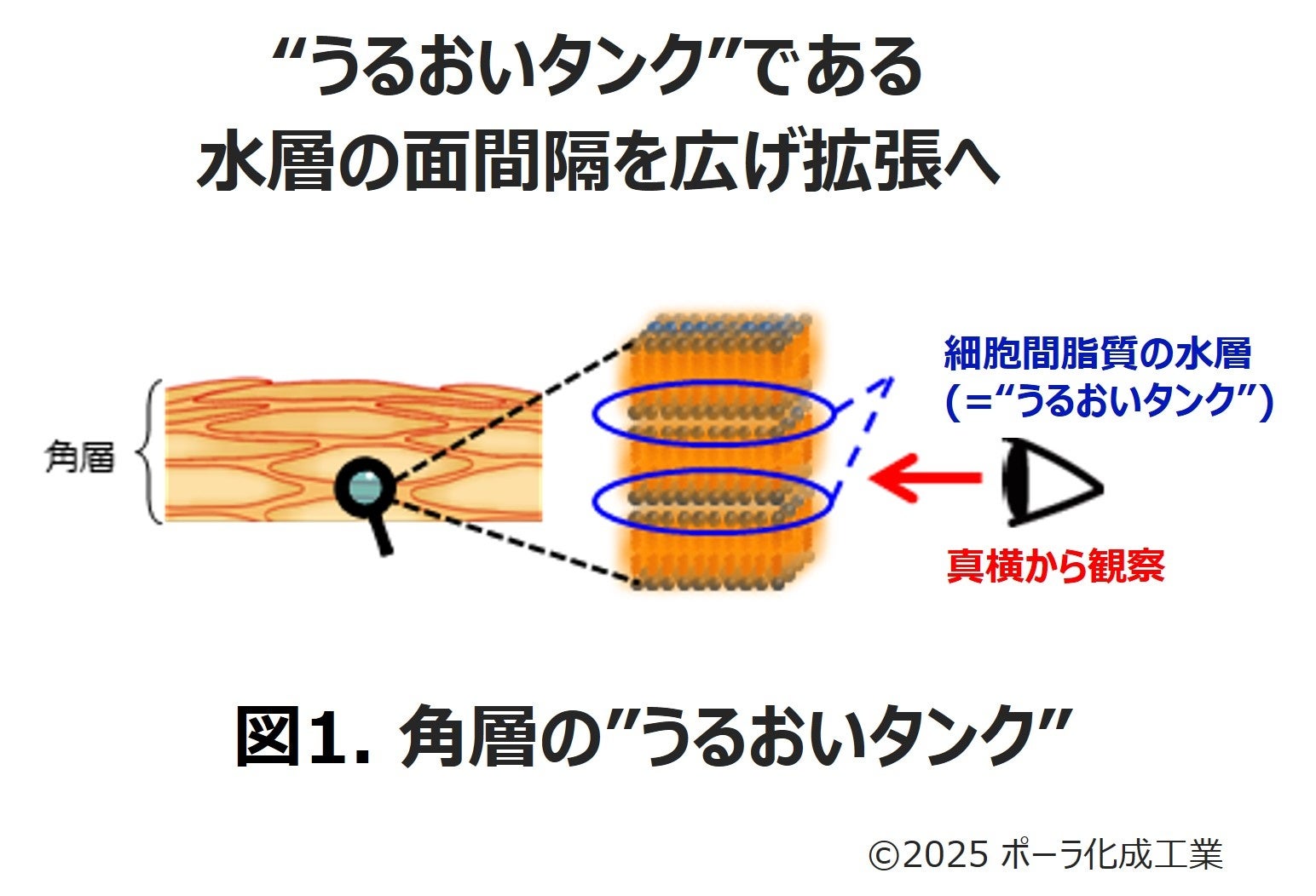 肌の”うるおいタンク”を拡張、至高のうるおいハリ肌へ