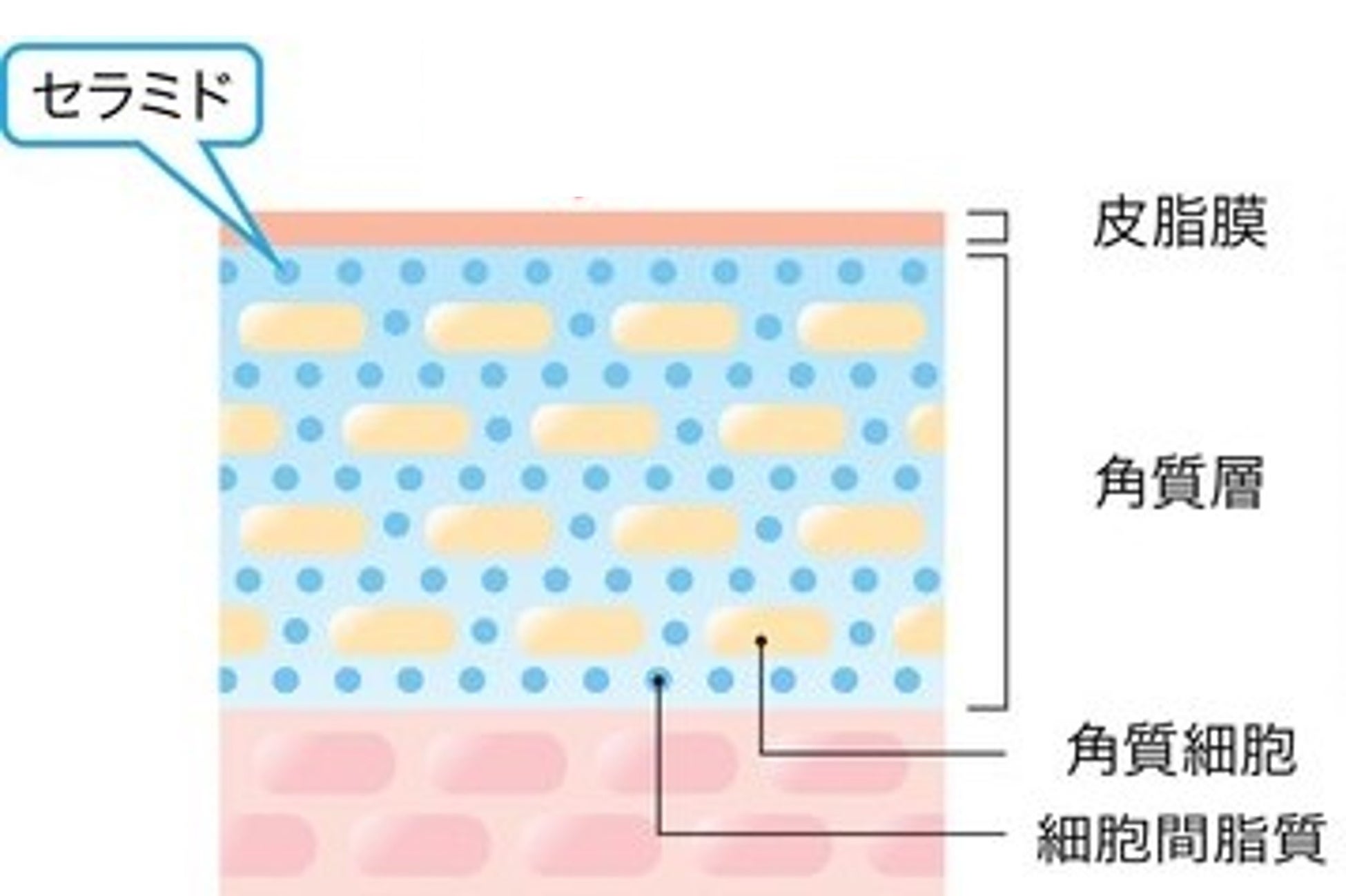 “クールタイプ“のミストで猛暑も心地よく、涼やか肌に！メイク仕上げ用ローション『シルキーフィニッシュミスト』2025年6月23日（月）数量限定発売
