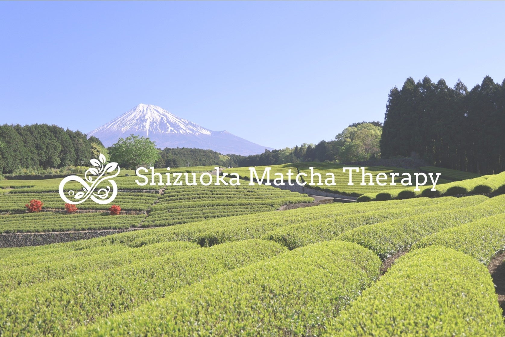飲むウェルビーイング「Shizuoka Matcha Therapy」、IVS2025 スタートアップマーケット出展企業に選出