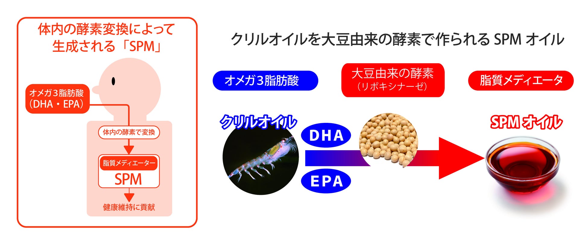 次世代型オメガ3「SPM」含有サプリメントのOEM・PB提供を本格開始。DHA・EPAの代謝によって生まれる新たなオメガ3由来成分