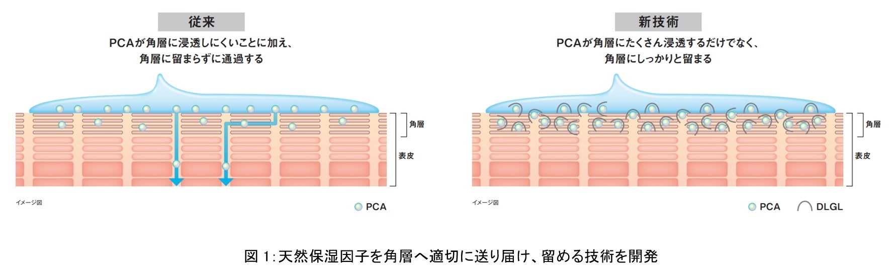 資生堂、天然保湿因子をターゲット部位である角層に効率的に届け、留める技術を開発　～肌の保湿機能を高める新アプローチ～