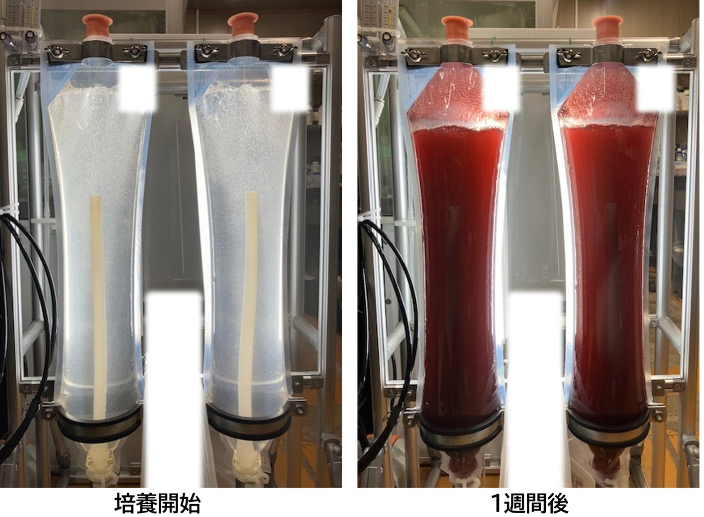 アルヌール、TOKYOでチノリモの培養！？