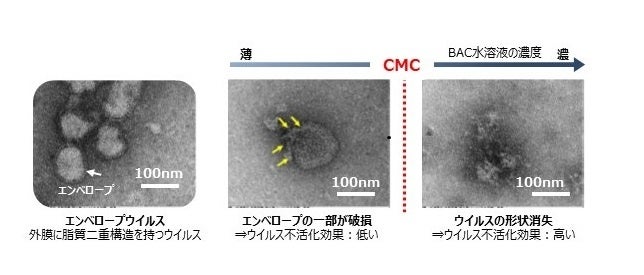 界面活性剤「塩化ベンザルコニウム」のウイルス不活化メカニズムを解明