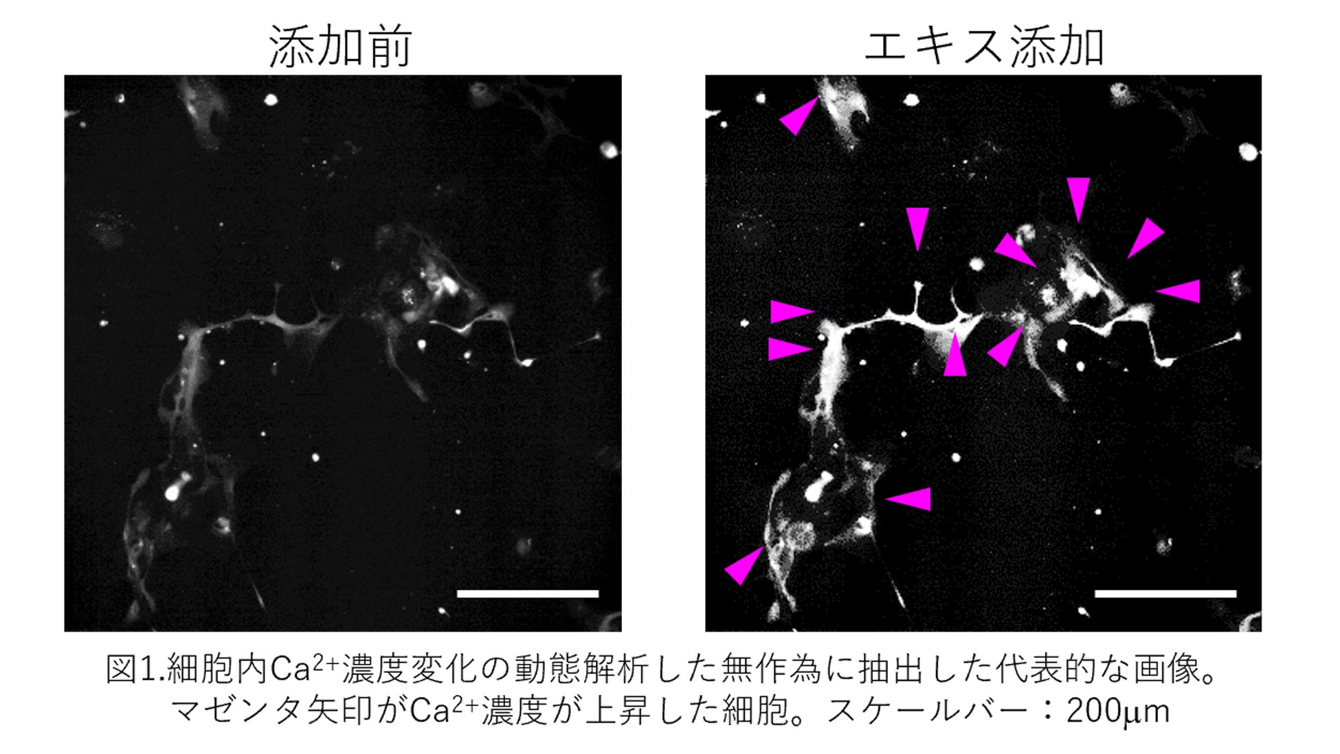 ゆずの残さから抽出したエキスに細胞内Ca2+濃度上昇を促す研究成果を報告