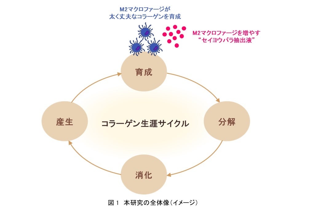 資生堂、M2マクロファージが太く丈夫なコラーゲンを「育成」することを発見　～セイヨウバラ抽出液がM2マクロファージの分化を促進～
