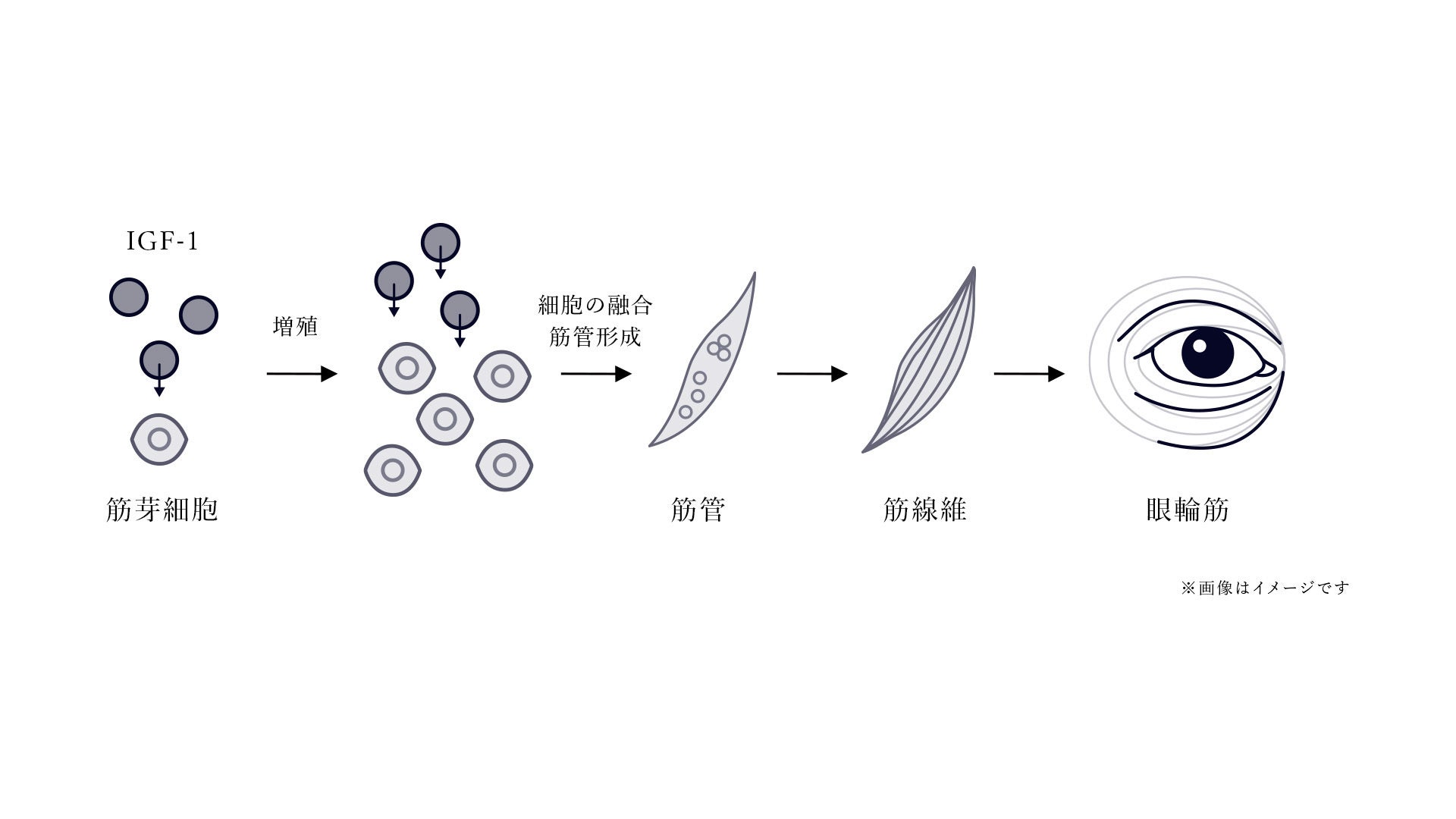 発酵エイジングケア*¹ブランド「FAS」を展開するシロク、「日本抗加齢医学会総会」にて研究成果を発表