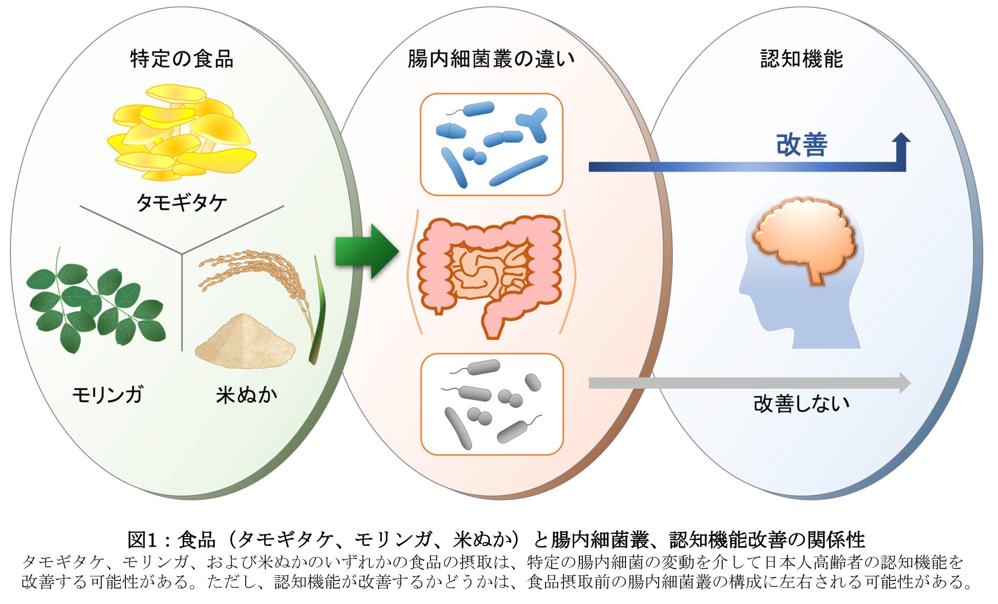 特定の食品摂取による腸内フローラの変動によって高齢者の認知機能が改善