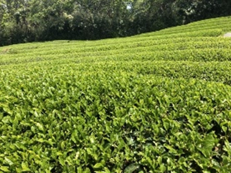 “幻の特産品”阿波晩茶エキス配合サプリメント「阿波晩茶オートファジー100TM」UHA味覚糖がエイジングケア（※）をテーマに7/25より提携販売開始