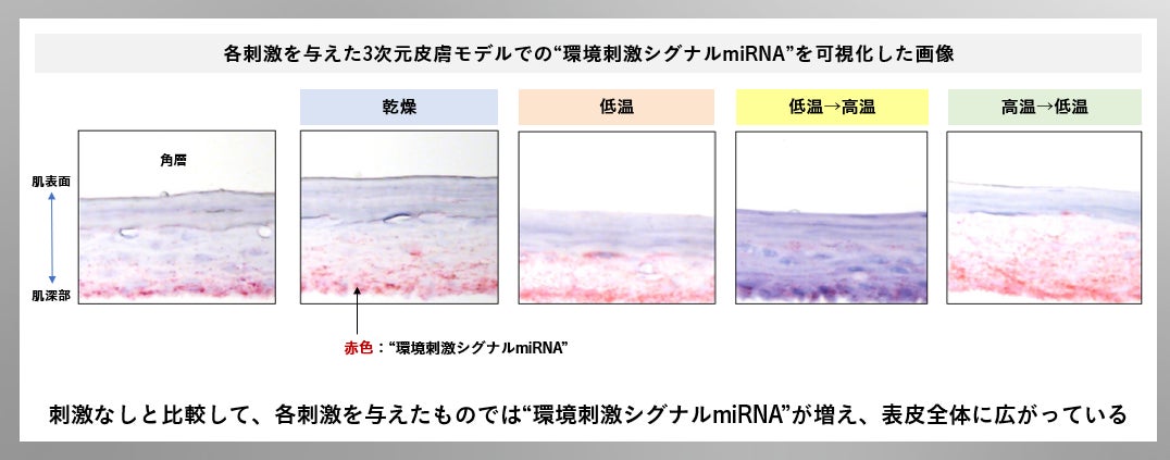 【ザ・ギンザ】未来の肌をも美しく、強く、揺らがない肌へ 複数の外的刺激によって放出される因子をエクソソームから特定