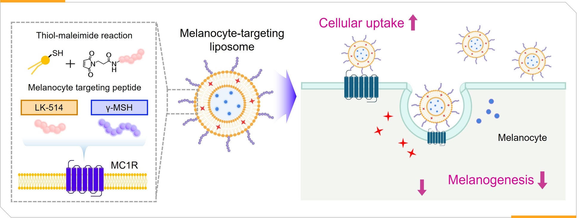 標的志向型リポソーム技術「MELA-LIPO 4™」を開発 韓国成均館大学との共同研究で実現