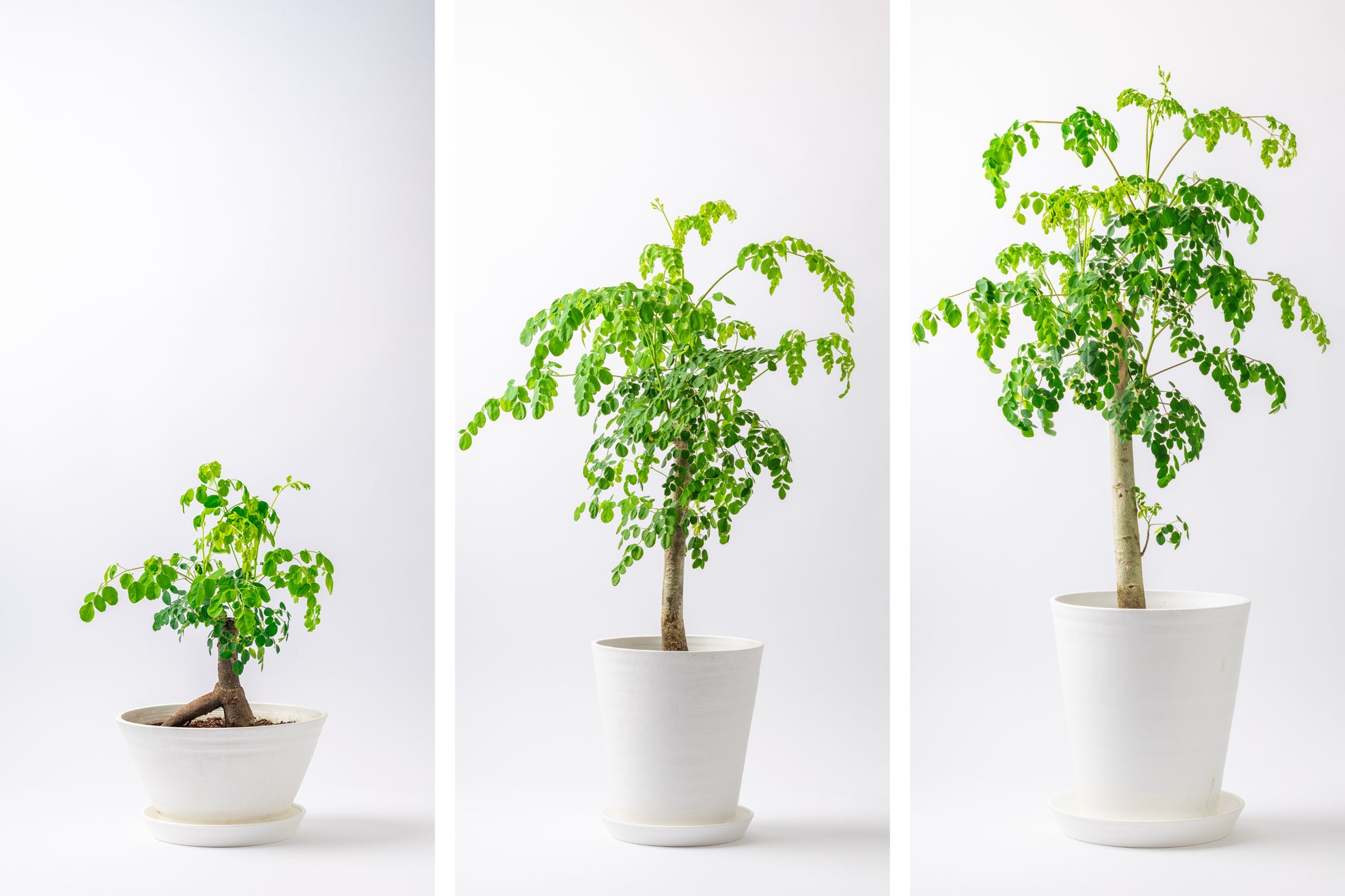 食べられる観葉植物でインテリアと健康を両立！「世界で一番栄養のある植物」と呼ばれている鹿児島県産モリンガの鉢植え「おうちモリンガ」を8月20日より販売開始！