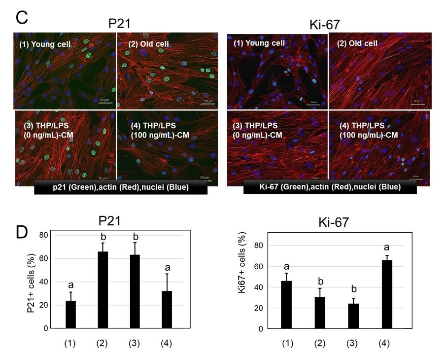 LPSがヒト皮膚線維芽細胞の老化を抑制・若返りを促進する効果について論文発表