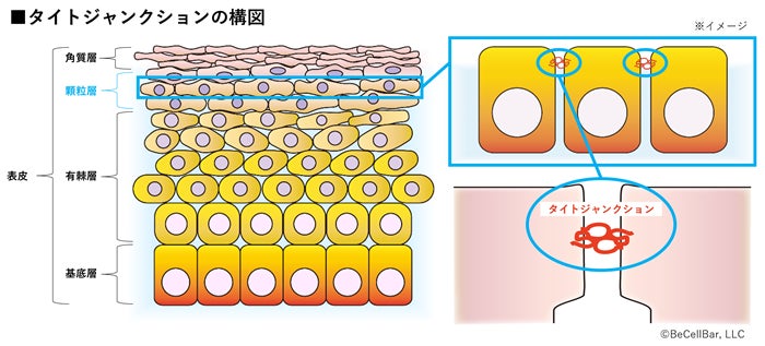 名古屋大学・BeCellBarとの共同研究により、タイトジャンクションを緩和し成分の皮膚透過を促進する新たな技術を発見、特許を取得