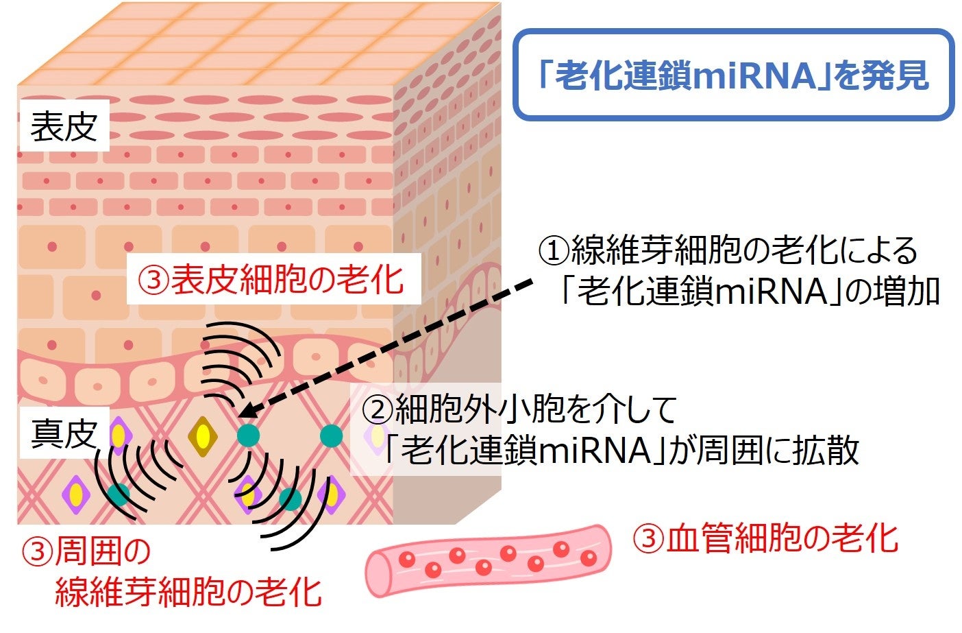 ファンケル9月開始キャンペーンのご紹介