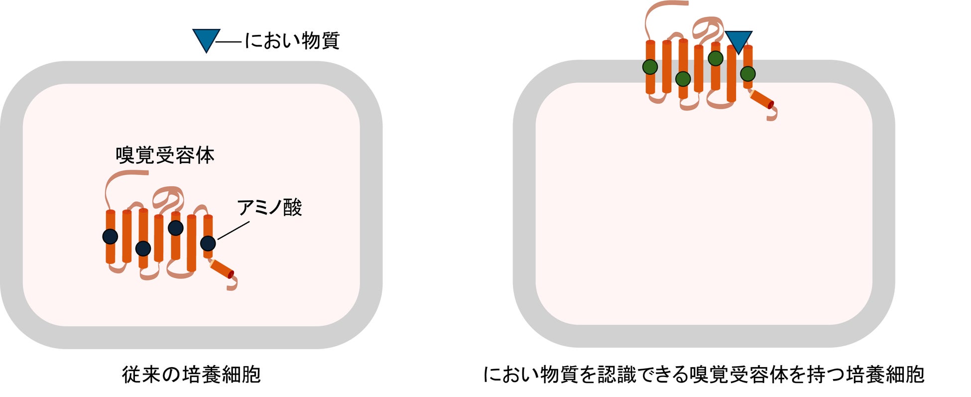 約400種類の嗅覚受容体の反応を網羅的に解析する技術を確立