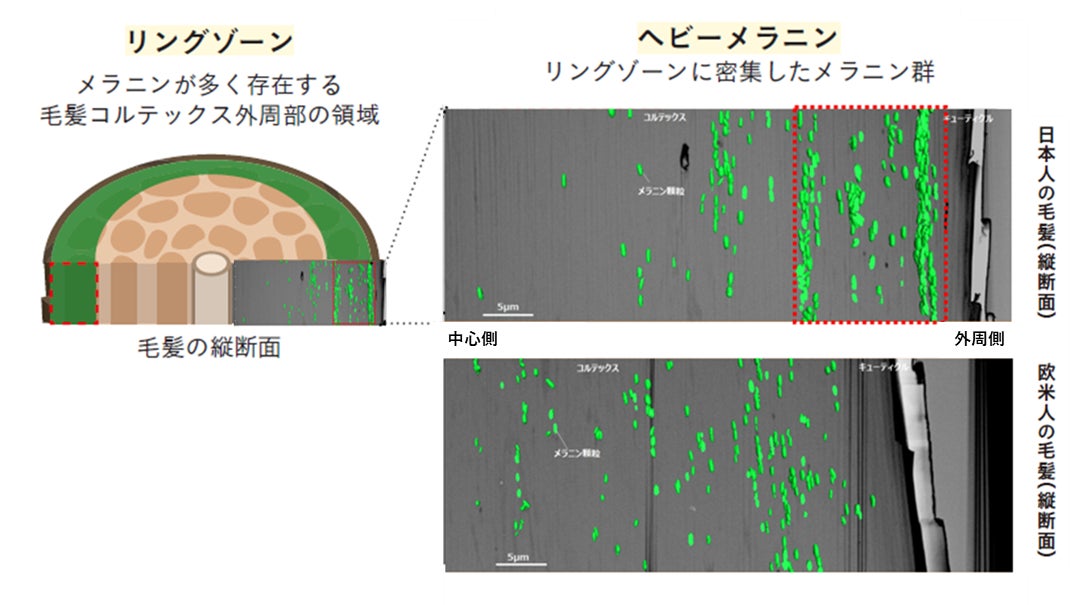 ヘアカラーの色にとって重要な毛髪領域を発見 日本人の髪色表現を広げる新ヘアカラー技術を確立