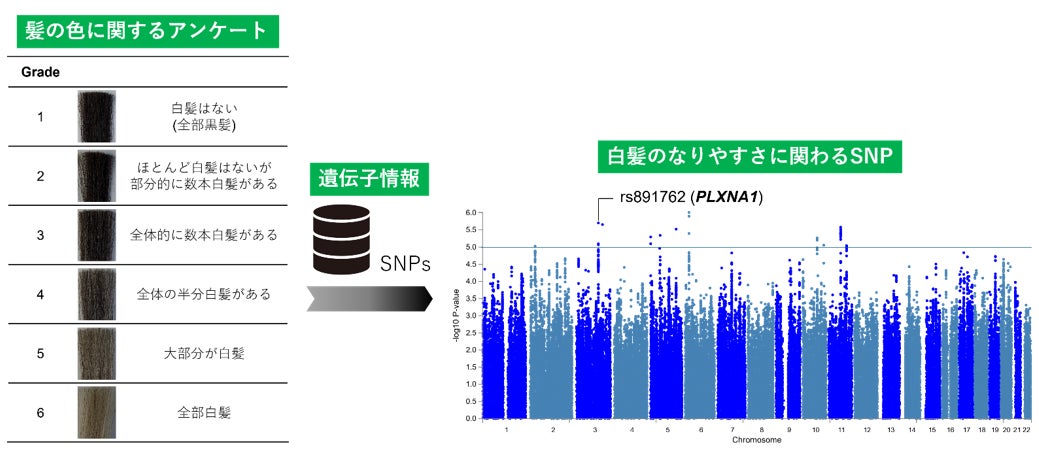 日本人大規模ゲノム解析により白髪関連遺伝子PLXNA1を新規発見
