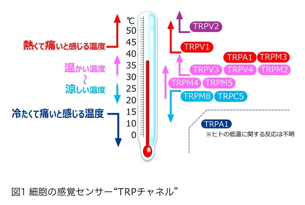 マンダム、細胞の感覚センサー「TRPチャネル」が環境温度で酸性・アルカリ性への感受性が変化することを発見