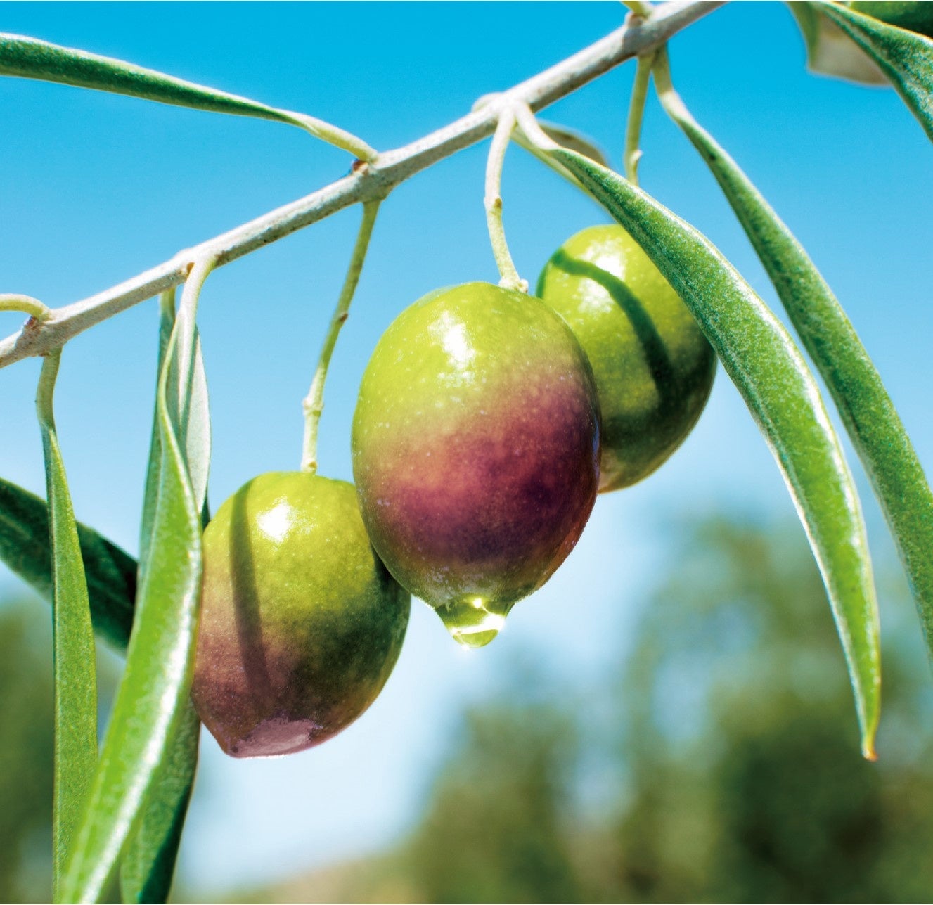 オリーブオイルに含まれる特有成分が肌の炎症を抑え、コラーゲン分解酵素の発現増加を抑制！