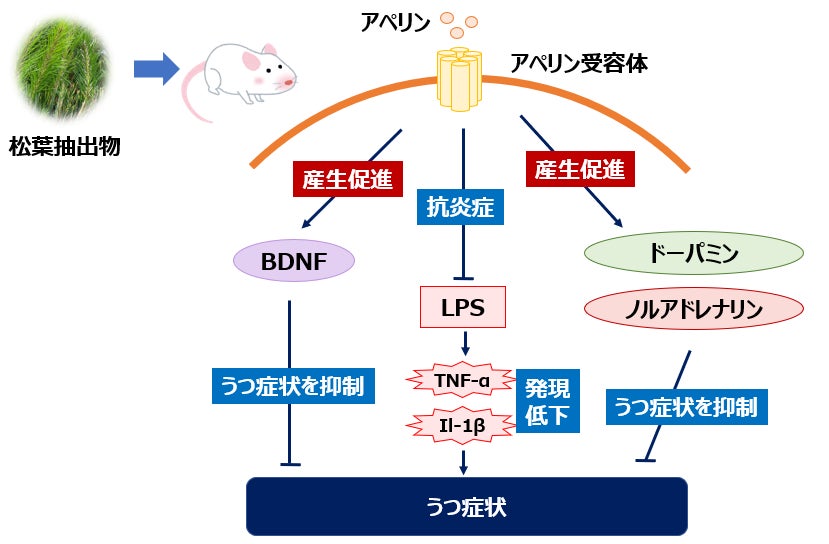 松葉抽出物がうつ病様症状を改善！アペリン経路の活性化による神経保護作用と神経伝達物質の調整メカニズムを初解明