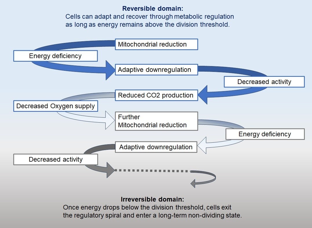 ミトコンドリアと二酸化炭素（CO₂）に着目した新しい老化メカニズムの仮説が国際医学誌に掲載
