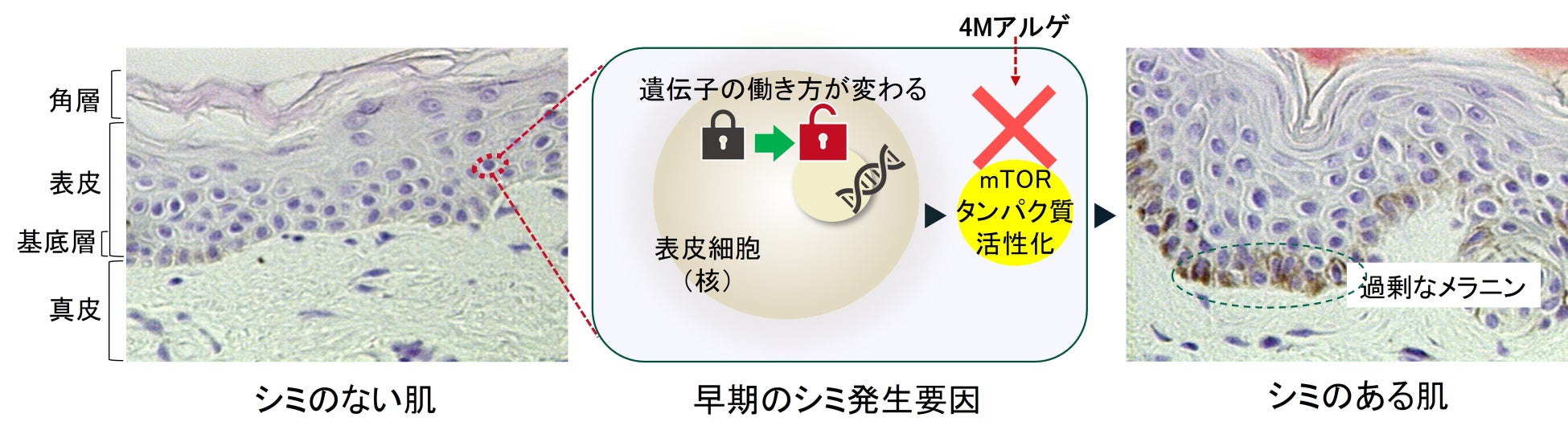 「スポーツ」×「美容」を科学的に紐解く新ブランド。アスリート発想のスキンケアブランド『ONE BREATH』12月1日より発売開始