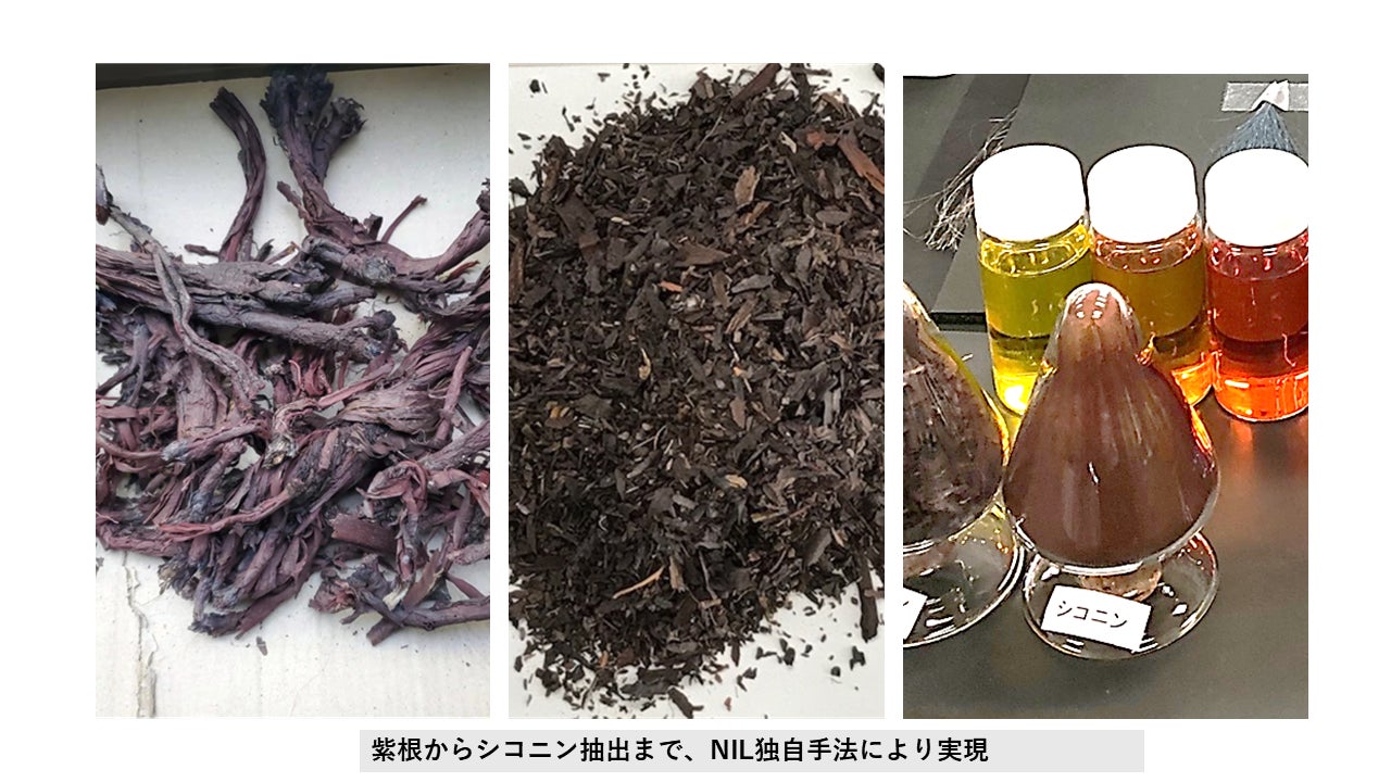 株式会社NIL、特許「皮膚外用剤、肌質改善剤及び日焼け防止剤」が登録。— 伝統素材シコニンの独自高濃度抽出 × 分散技術でスキンケア領域へ本格展開 —