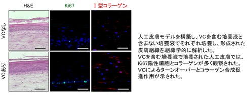 世界初＊、イリス根エキスが色素細胞内のビタミンC濃度を高めることを確認